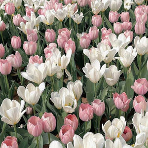 Meet your Posher, Beatris